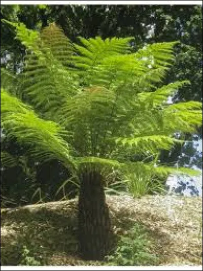 Il lui faudra beaucoup d'eau. Vrai ou faux ?