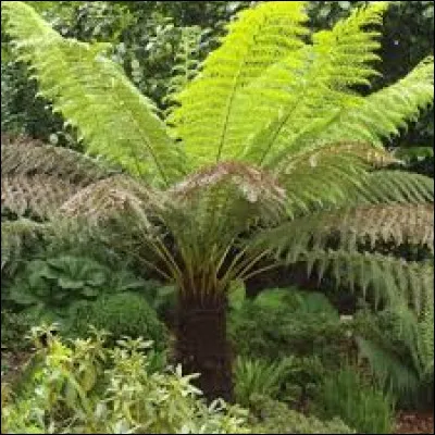 Assez rustique dans l'ensemble, son feuillage est :