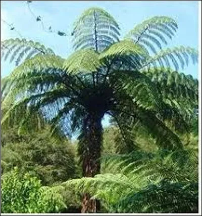 Quand faut-il la planter ?