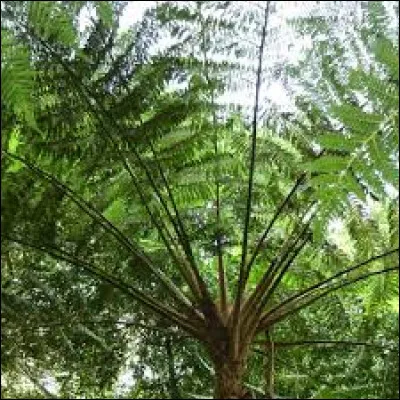 À qui doit-elle son nom ?