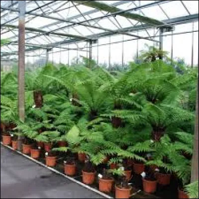 Dans son milieu naturel, jusqu'à combien peut-elle atteindre au niveau de sa hauteur ?