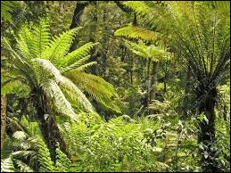 Quiz Plantes