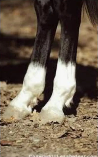 Comment s'appelle ces taches blanches ?