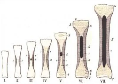 À quel stade du développement de l'os apparaissent ces différentes parties ?