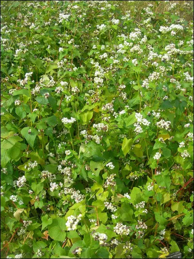 Au temps des croisades, qu'appelait-on un aumaçor ?