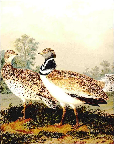 De quelle plante, la navuce est-elle l'un des noms vulgaires ?