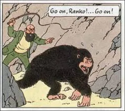 Go comme gorille : dans quel album de Tintin, rencontre-t-on un gorille ?