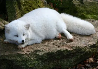 Langue râpeuse présente chez certains mollusques !