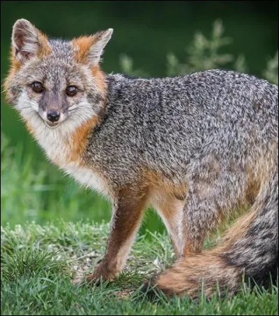 Geste de protection au rugby, ou tapage excessif !