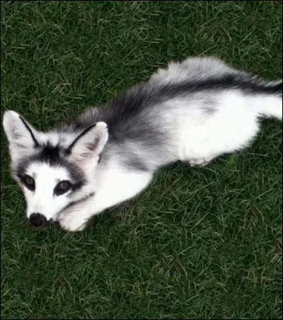 Faire ressortir un fond, marquer les contours d'un ornement par l'opposition de couleurs différentes !