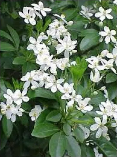 Quel est cet arbuste ?