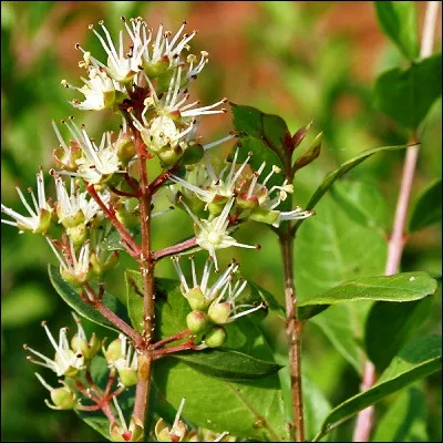 Quelle plante de la famille des lythrac&eacute;es, tr&egrave;s utilis&eacute;e en cosm&eacute;tique et pour des teintures capillaires, &eacute;tait d&eacute;j&agrave; utilis&eacute;e dans l'&Eacute;gypte antique ?