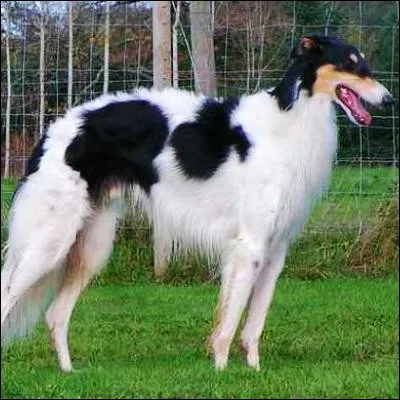 Quelle race de chien est &eacute;galement appel&eacute;e l&eacute;vrier russe ?