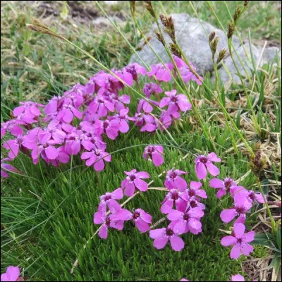 Plante herbacée de la famille des caryophyllacées....