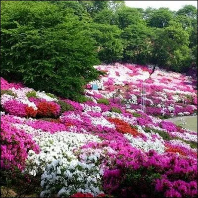 "Les mots qu'on a pas prononcés sont les fleurs du silence" . De quel pays nous vient ce proverbe ?