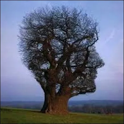 Complétez ce proverbe arabe : " l'arbre du silence porte les fruits de ....."