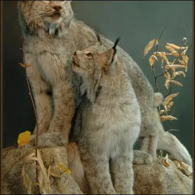 Après plusieurs heures d'attente, j'ai pu photographier ces deux lynx, un soir de mai, dans le Jura !