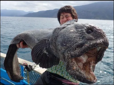 Cet animal n'existe pas, la photo est truquée !