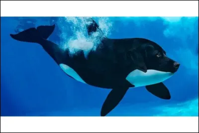 Il vient d'être découvert récemment, on l'a vu nager en plein Paris, autour de L'Ile-St-Denis, c'est le labradorque !