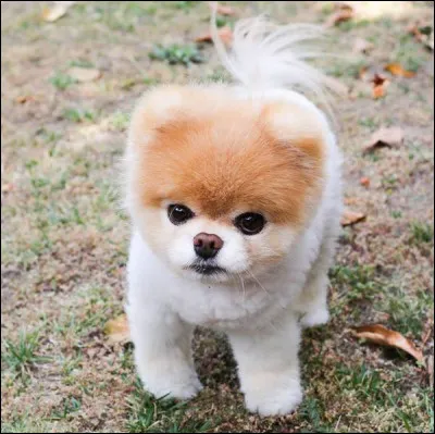 Comme vous le voyez, c'est une peluche !