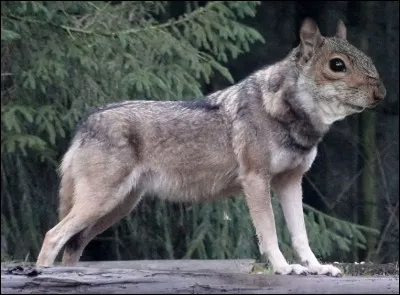 Cet animal est un loup gris !