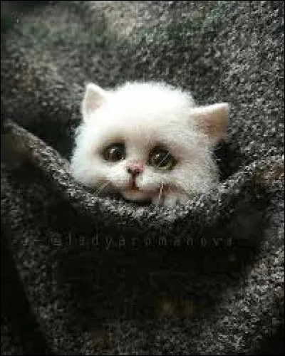 Mignon ce chaton non ?