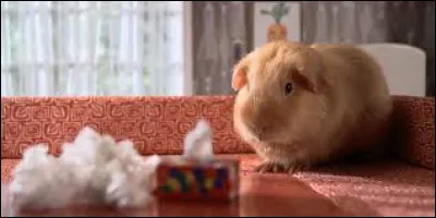 Qu'est-ce que le "Cochon dingue" ?