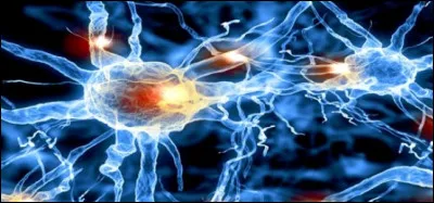 Des milliards de neurones se d&eacute;veloppent dans le cerveau humain d&egrave;s le stade f�tal. Que se passe-t-il ensuite ?