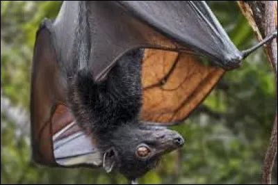 Les chauves-souris ont-elles des plumes ?