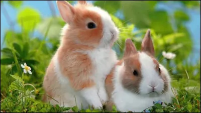 Quels sont ces animaux ?