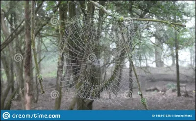 Quel est le fil le plus solide au monde ?