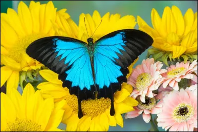 Quel est cet animal ?