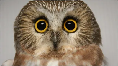 Quel est cet animal ?