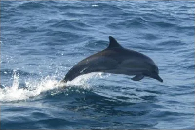 Existe-t-il des dauphins albinos ?