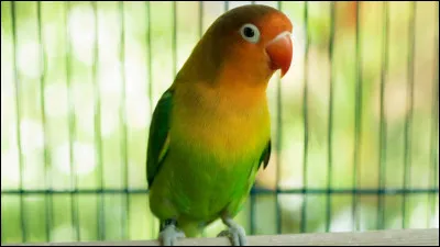 Quelle est l'espèce de ce très bel oiseau ?