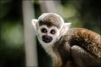 Quel est cet animal ?