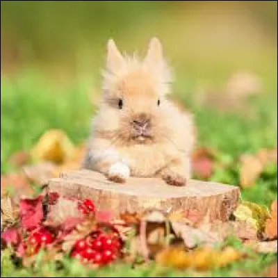 Les lapins sont des mammifères carnivores.