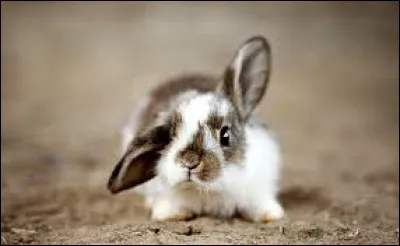 Le lapin fait partie des rongeurs.