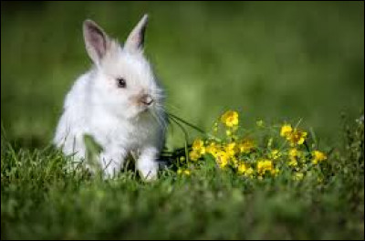 La femelle du lapin s'appelle la lapinelle.