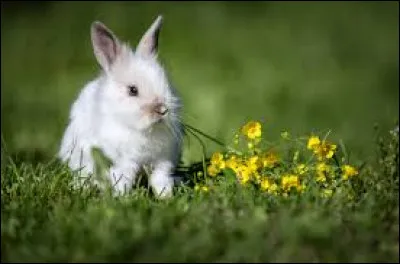 La femelle du lapin s'appelle la lapinelle.
