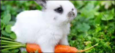 Le lapin ne mange que des carottes.