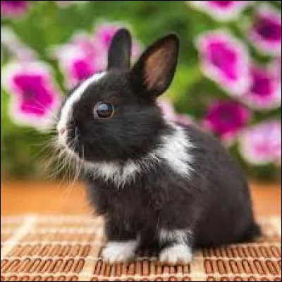 Le lapin n'apprécie pas la solitude.