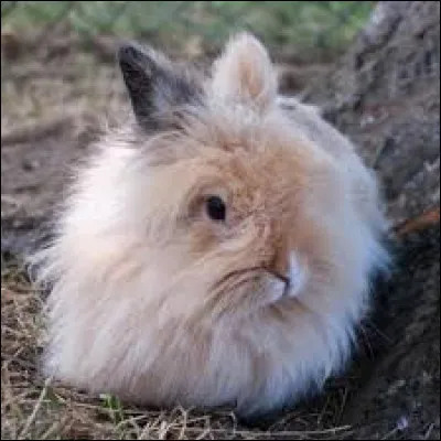 Le lapin sur cette photo est de la race angora.
