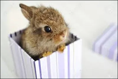 Le petit du lapin est le lapinais.