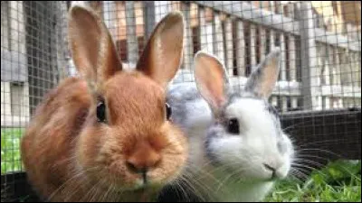 L'élevage des lapins s'appelle la cuniculiculture.