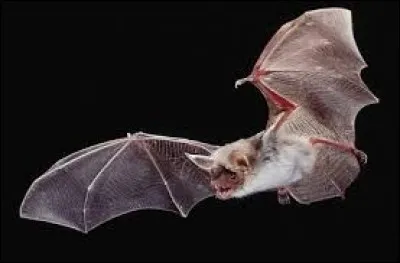 Les "doigts de pieds" de la chauve-souris sont en réalité des :