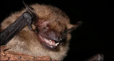 Que signifie "chiroptère" ?