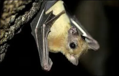 Les chauves-souris dorment la nuit et chassent le jour.