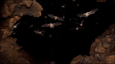 Comment dorment-elles ?