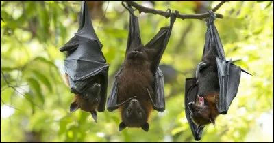 Comment s'appelle la plus grande espèce de chauve-souris ?